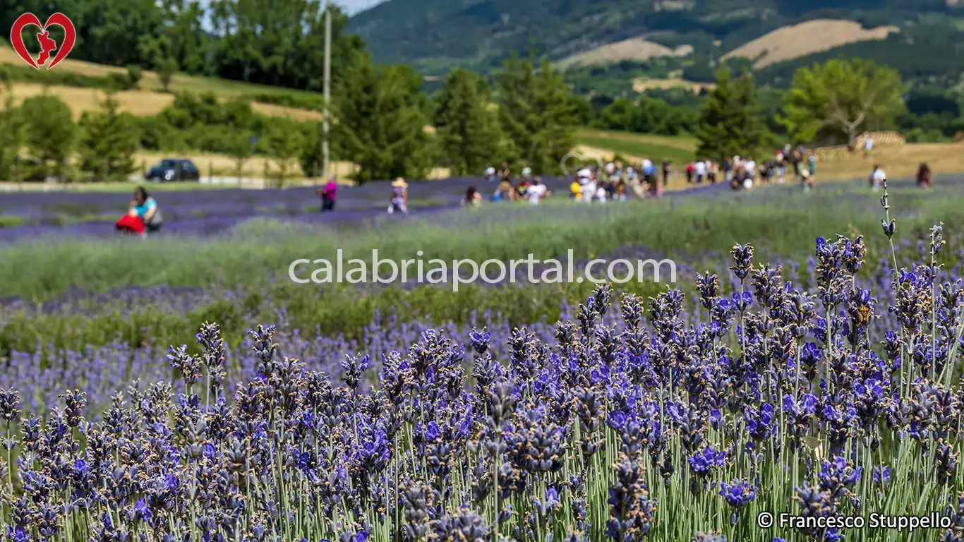 Morano Calabro (CS): il Parco della Lavanda Morano Calabro (CS): il Parco della Lavanda