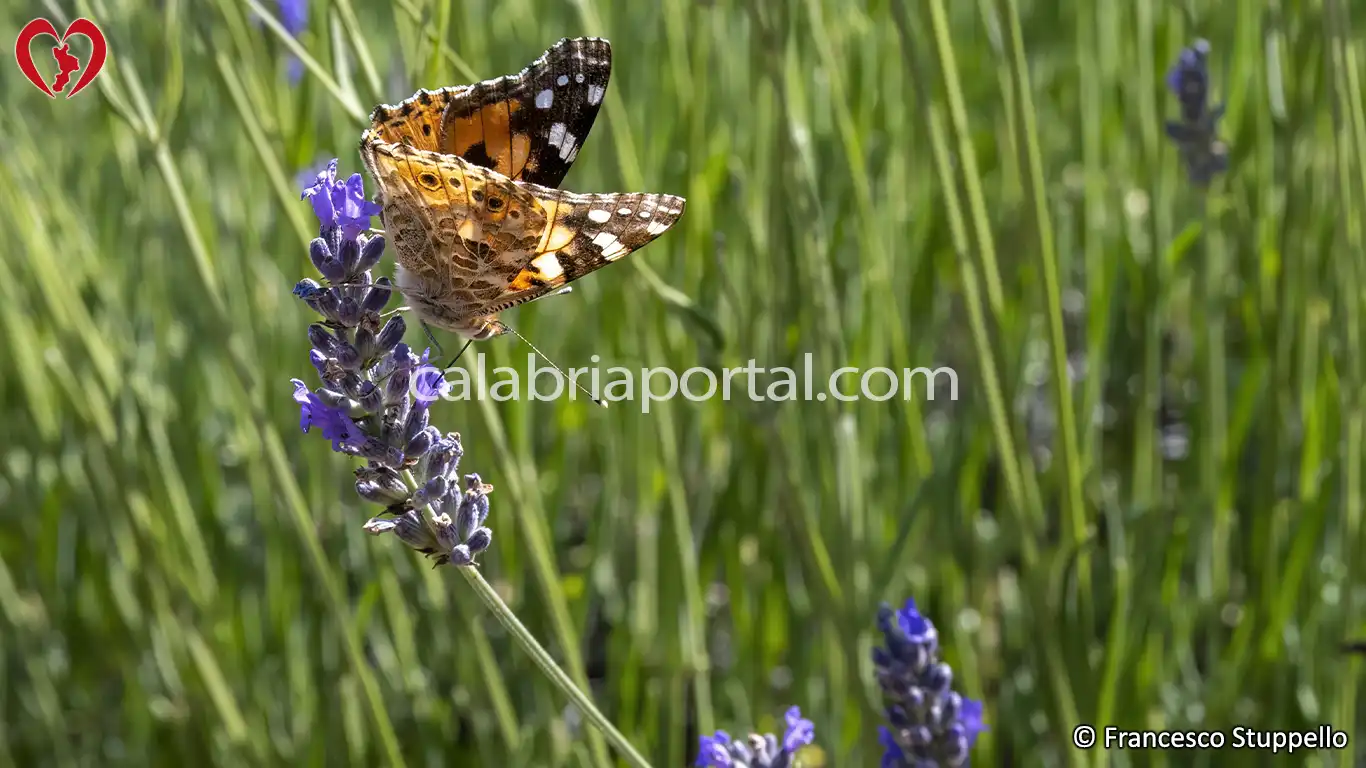 Morano Calabro (CS): il Parco della Lavanda Morano Calabro (CS): il Parco della Lavanda