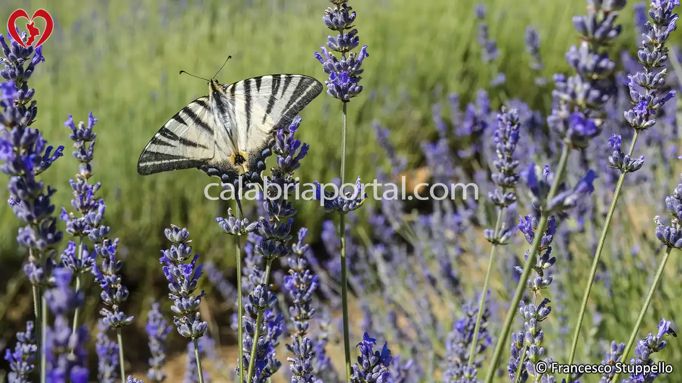 Morano Calabro (CS): il Parco della Lavanda Morano Calabro (CS): il Parco della Lavanda