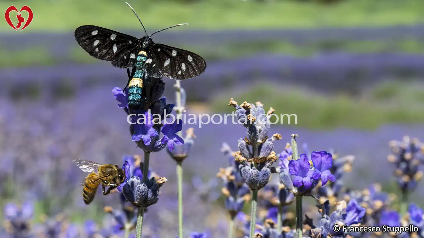 Morano Calabro (CS): il Parco della Lavanda Morano Calabro (CS): il Parco della Lavanda