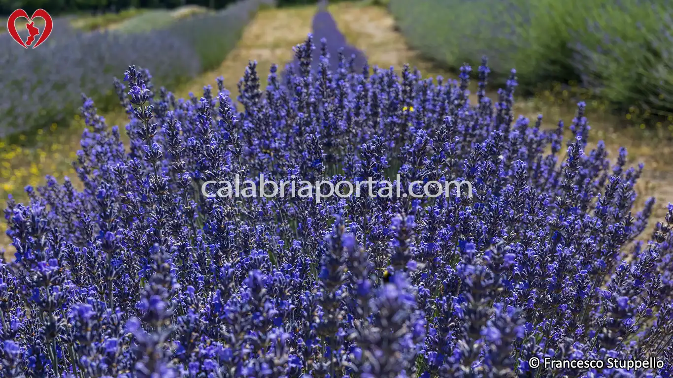 Morano Calabro (CS): il Parco della Lavanda Morano Calabro (CS): il Parco della Lavanda