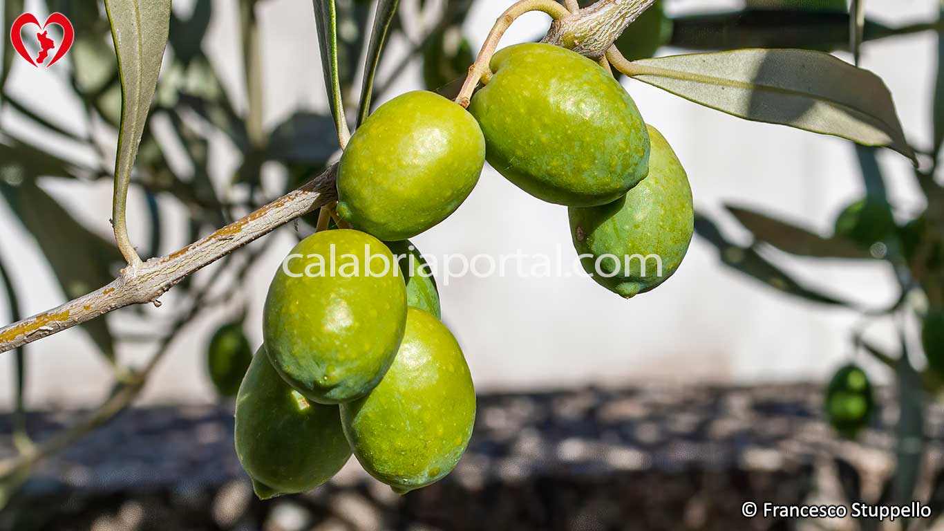 Olive di Cultivar Varasana