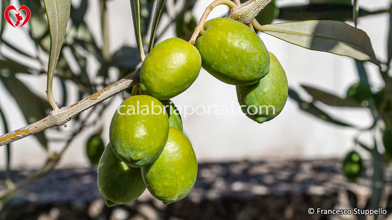 Olive di Cultivar Varasana Olive di Cultivar Varasana
