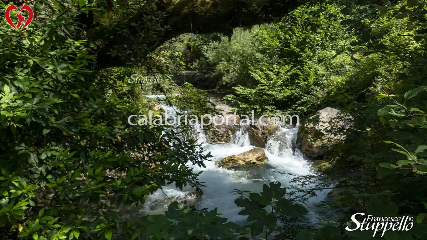 Scorcio del Fiume Argentino e della Lussureggiante Flora
