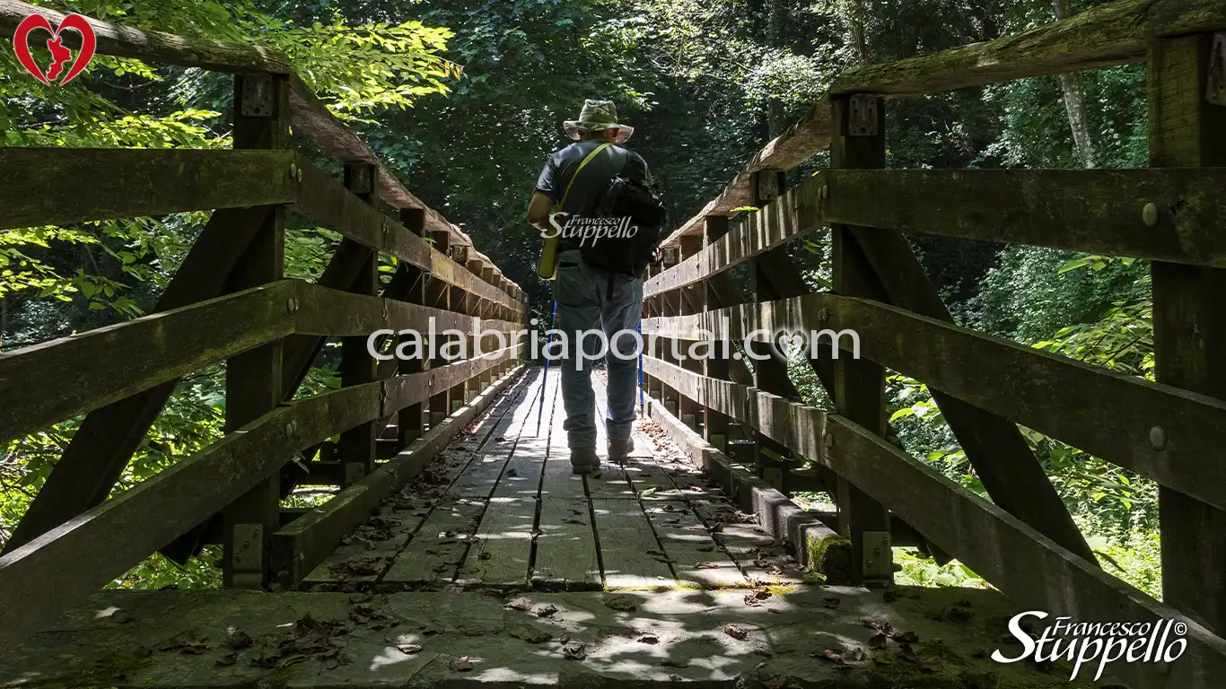 Ponte in Legno sul Fiume Argentino