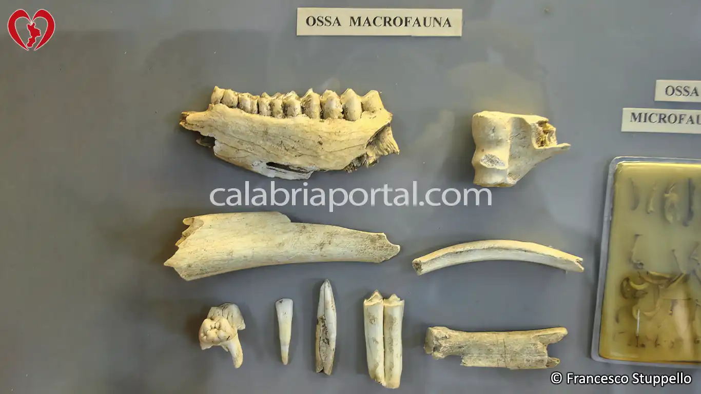Ritrovamenti della Grotta del Romito a Papasidero (CS)