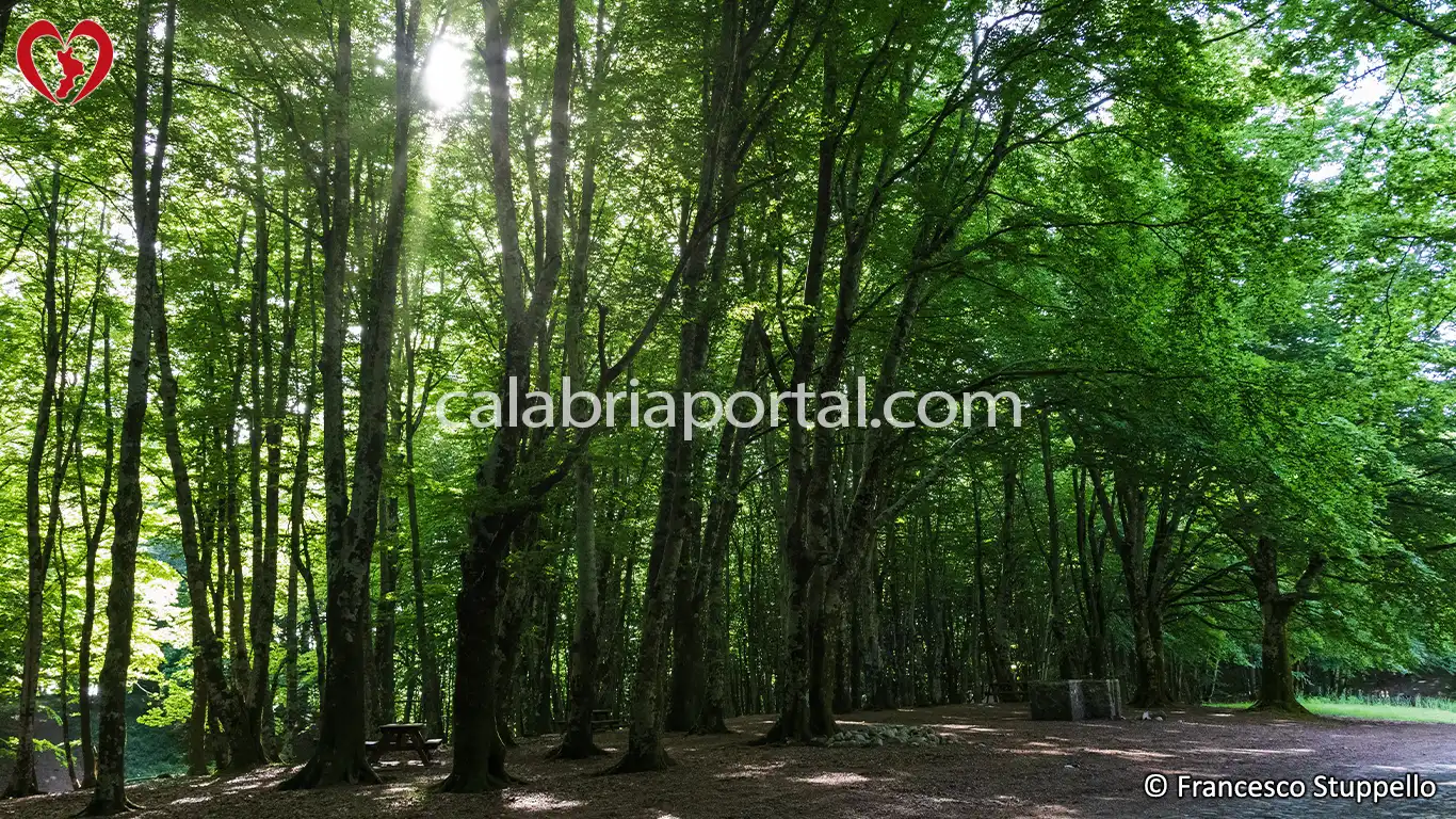 Scorcio dell'Area Picnic a Laghicello di San Benedetto Ullano