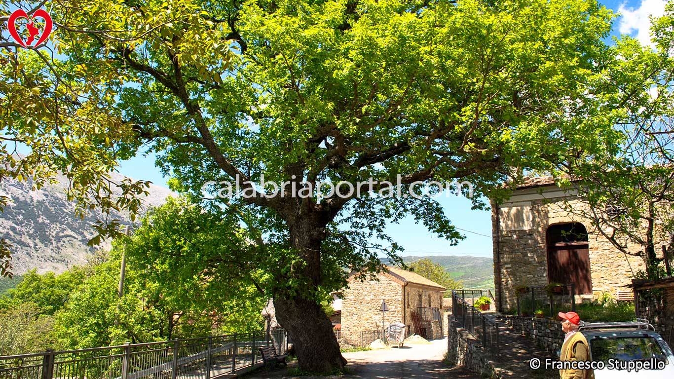 Scorcio di San Lorenzo Bellzzi (CS) Scorcio di San Lorenzo Bellzzi (CS)