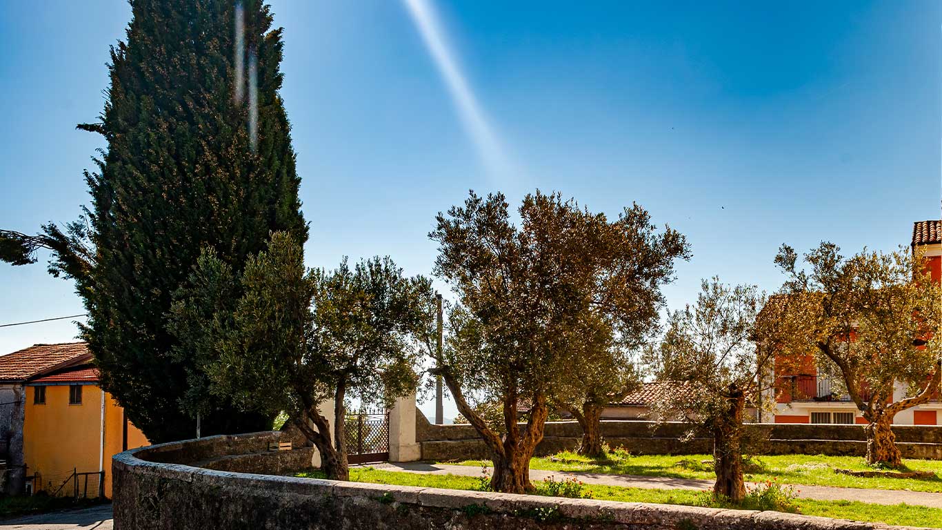 Uliveto della Chiesa di Santa Maria della Neve a Santa Maria La Castagna Uliveto della Chiesa di Santa Maria della Neve a Santa Maria La Castagna