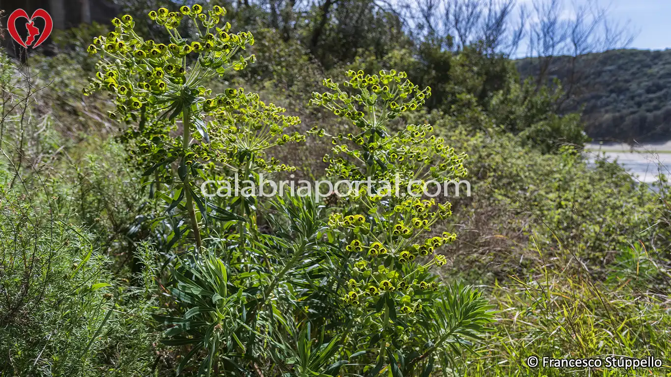 Flora della Riserva Naturale Regionale del Lago di Tarsia Flora della Riserva Naturale Regionale del Lago di Tarsia