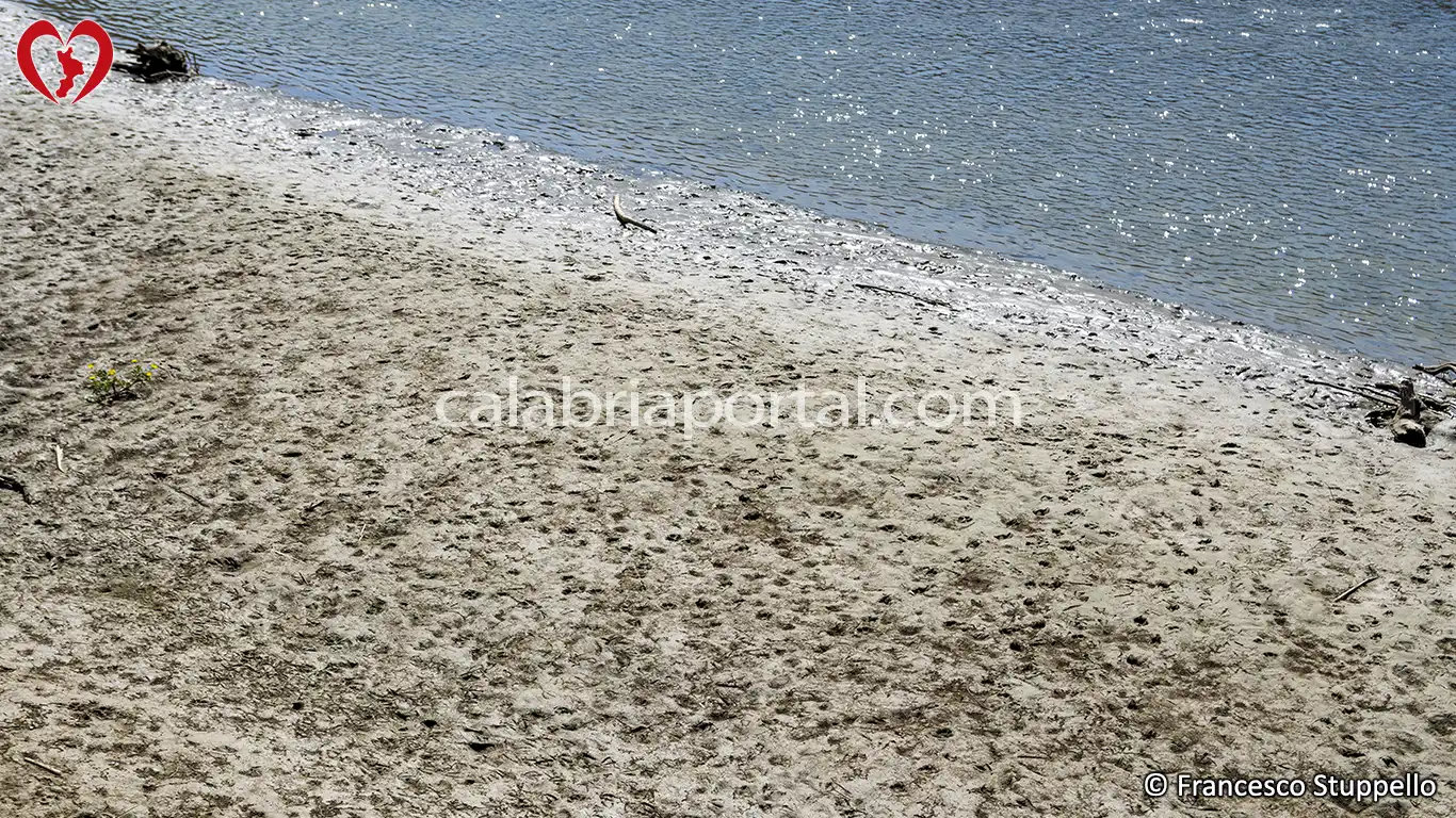 della Riserva Naturale Regionale del Lago di Tarsia Fauna della Riserva Naturale Regionale del Lago di Tarsia