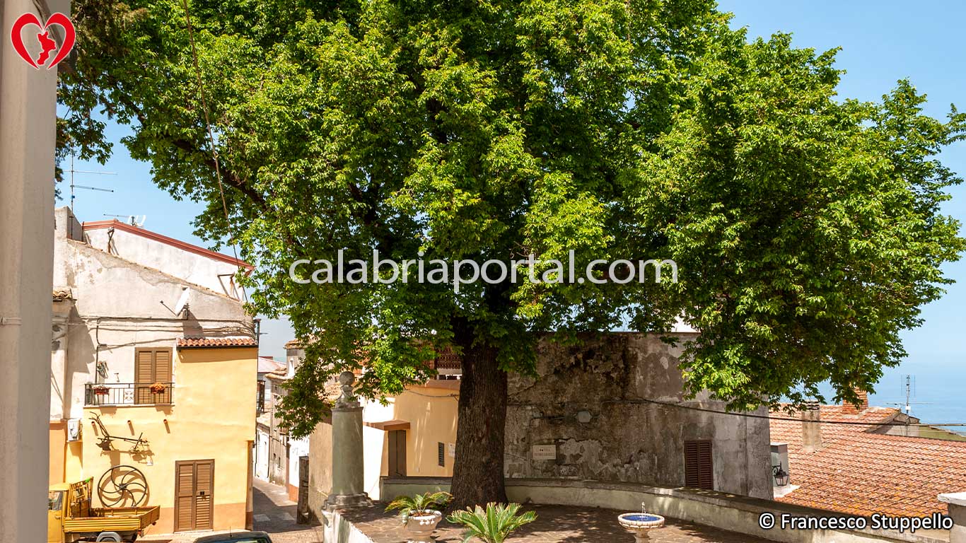 Olmo Monumentale di Terravecchia (CS)