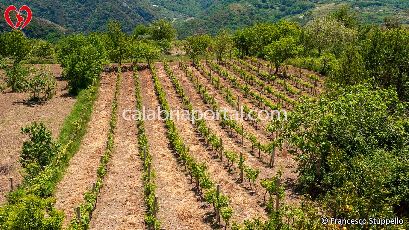 Scorcio del Borgo di Vadi di Belmonte Calabro (CS)