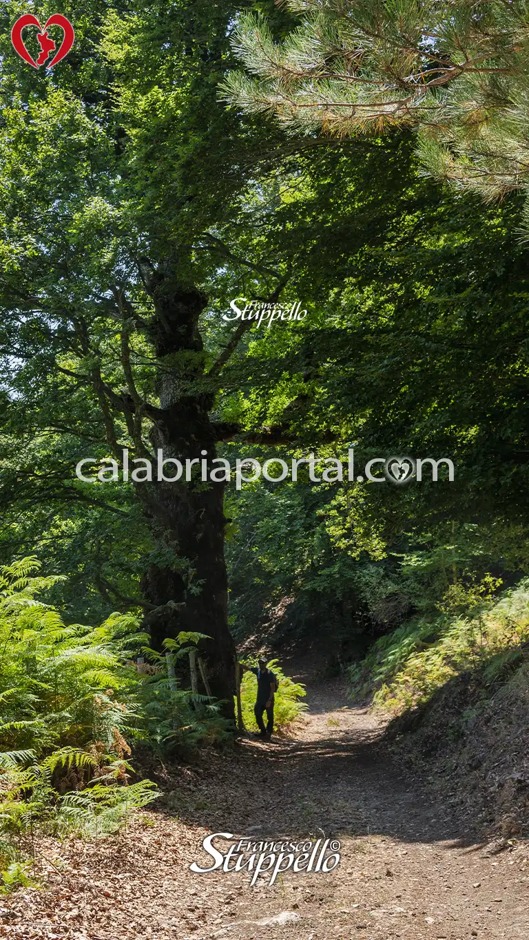 Secolare Rovere presente lungo il Sentiero delle Cascate delle Forgiarelle Secolare Rovere presente lungo il Sentiero delle Cascate delle Forgiarelle