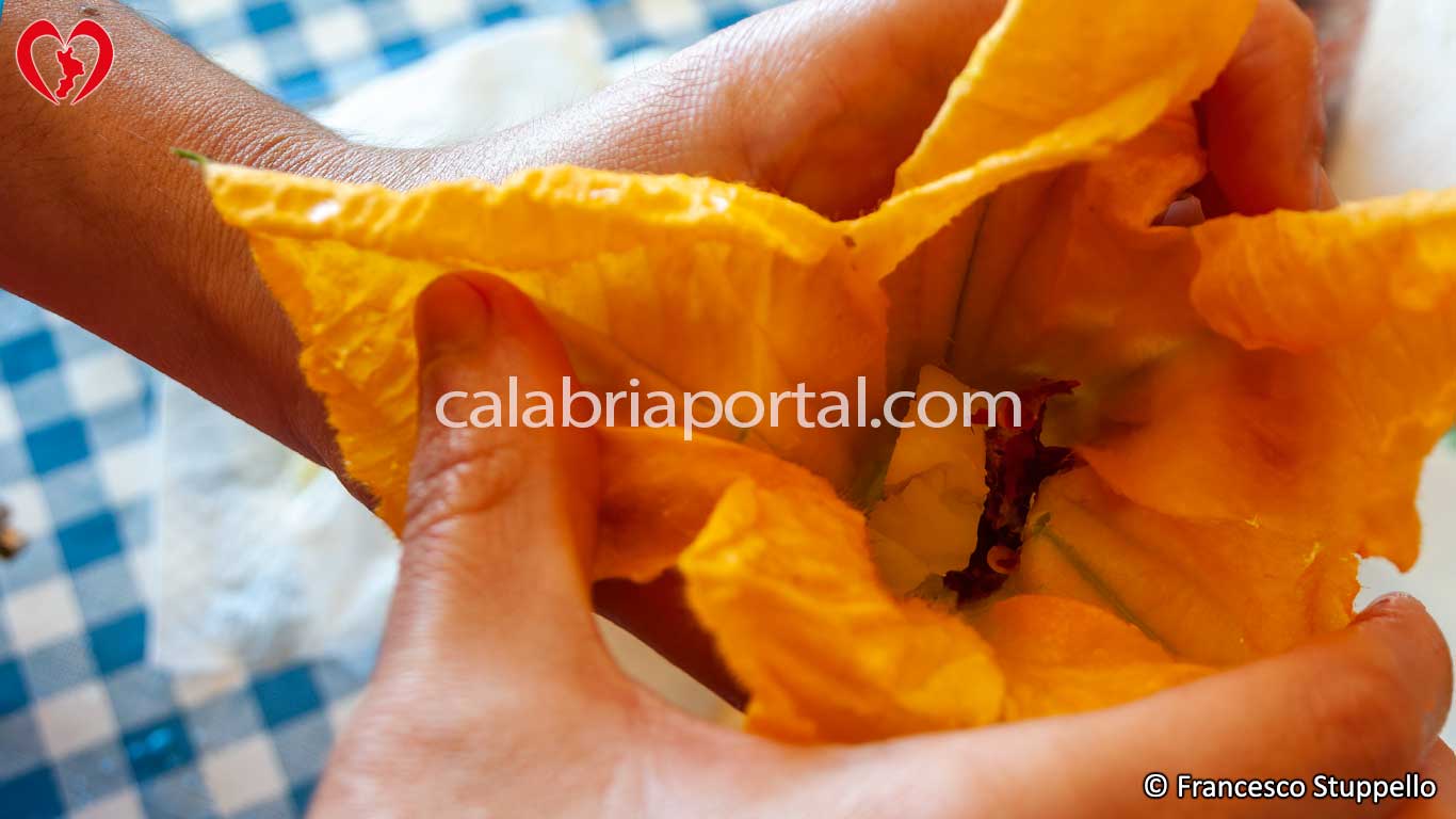 Ricetta dei Fiori di Zucca Ripieni alla Calabrese: riempite il fiore Ricetta dei Fiori di Zucca Ripieni alla Calabrese: riempite il fiore