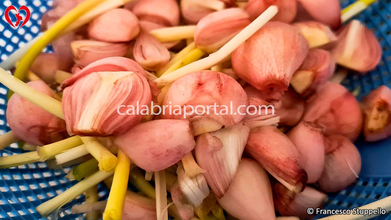 Cipolline Selvatiche Lavate e Pulite