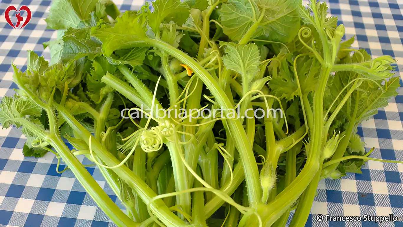 Ricetta del Minestrone di Talli, Fiori e Foglie di Zucca alla Calabrese Ricetta del Minestrone di Talli, Fiori e Foglie di Zucca alla Calabrese