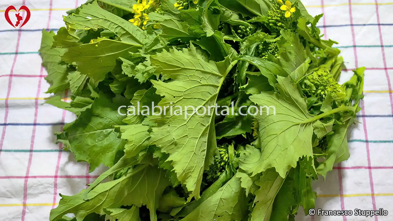 Ricetta Calabrese della Pasta alle Cime di Rapa: pulite le cime di rapa Ricetta Calabrese della Pasta alle Cime di Rapa: pulite le cime di rapa