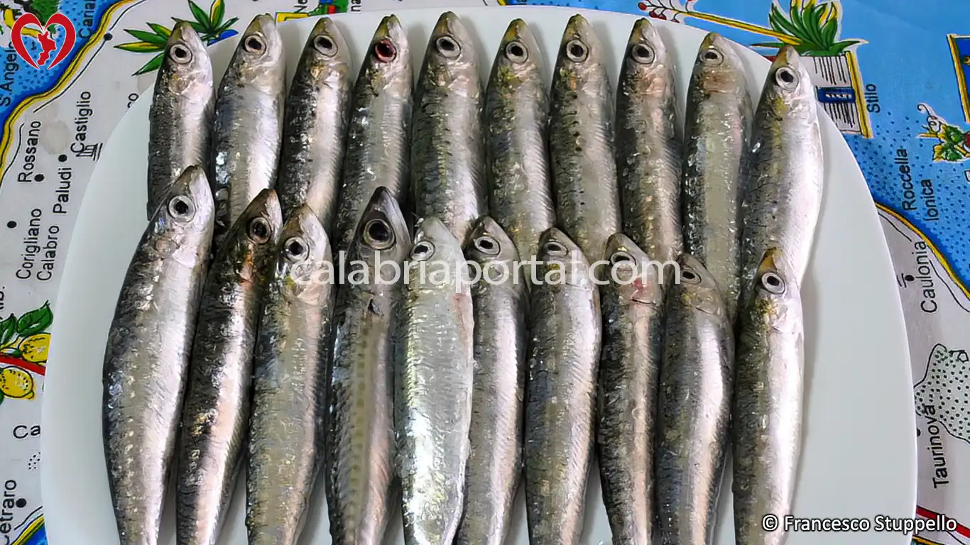Ricetta Calabrese della Frittura di Sarde Ricetta Calabrese della Frittura di Sarde