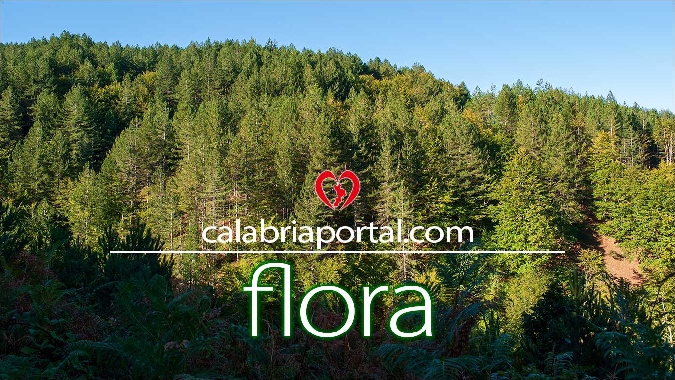 La Flora: le specie vegetali spontanee della Calabria