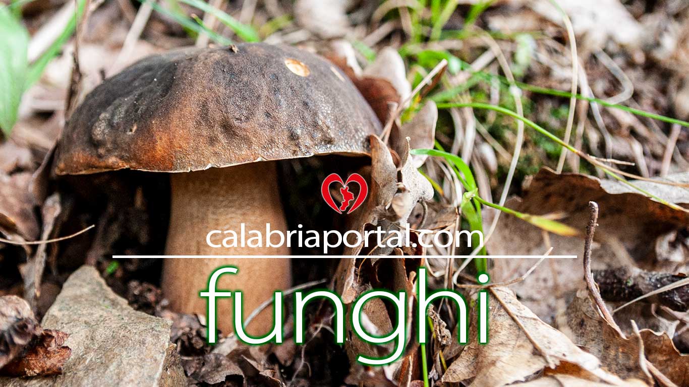 Funghi della Calabria