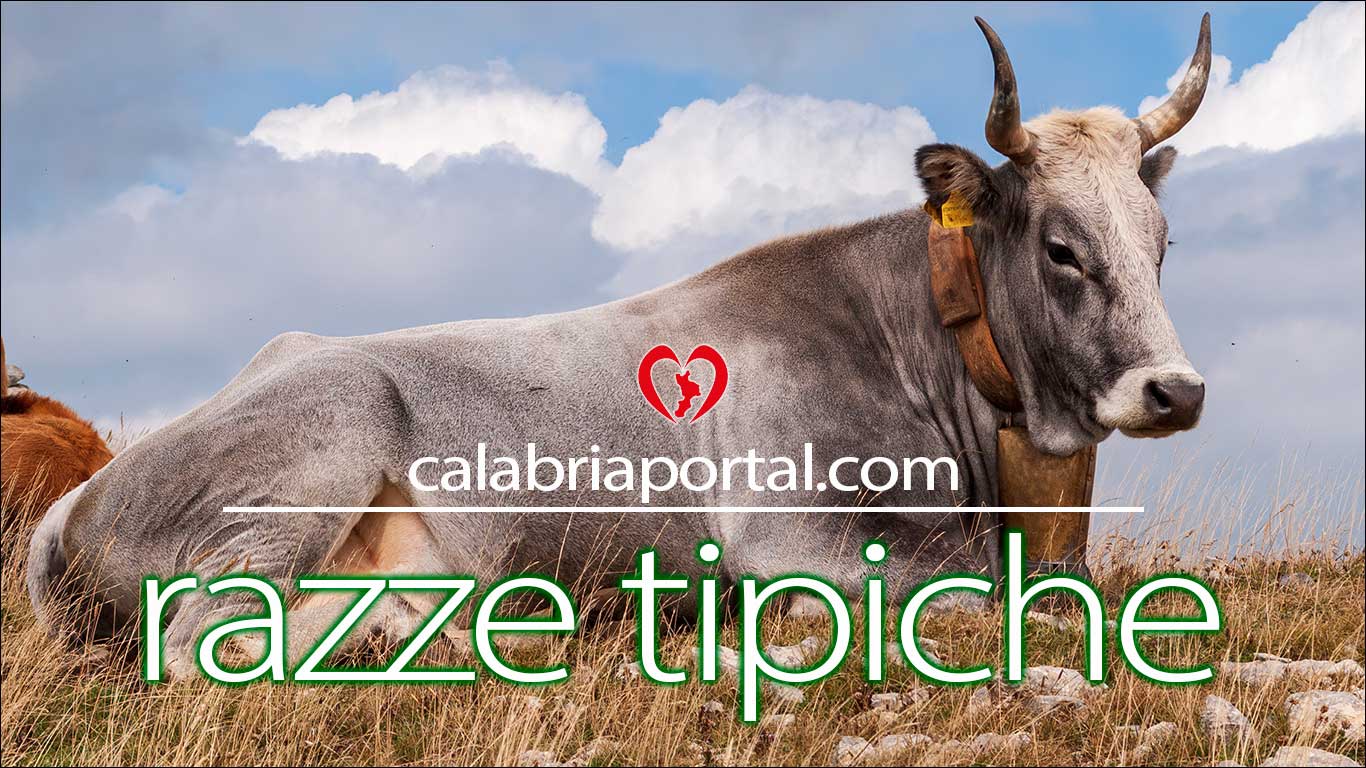 Razze Tipiche Calabresi