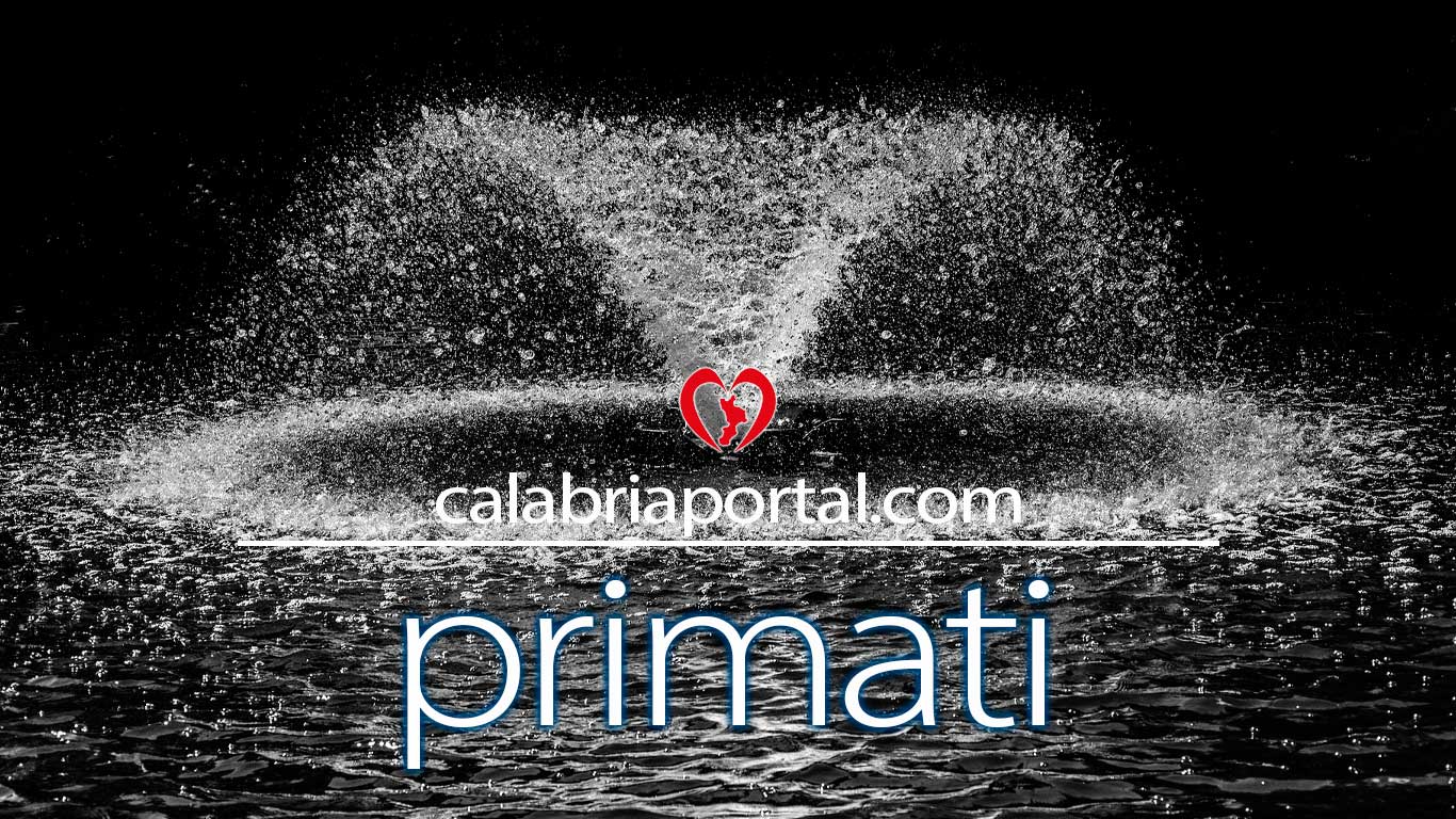 Zoom Primati