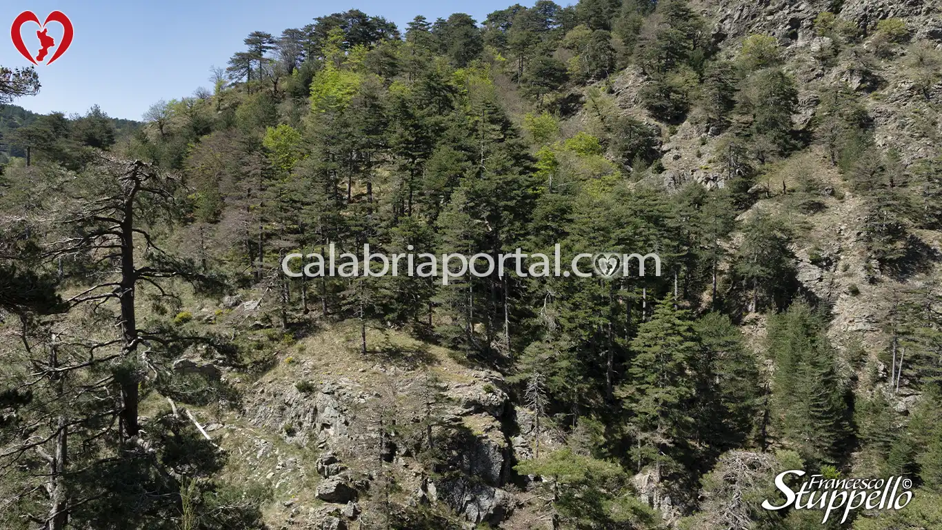 Boschetto rado di pini larici nella Valle dell'Amendolea Boschetto rado di pini larici nella Valle dell'Amendolea