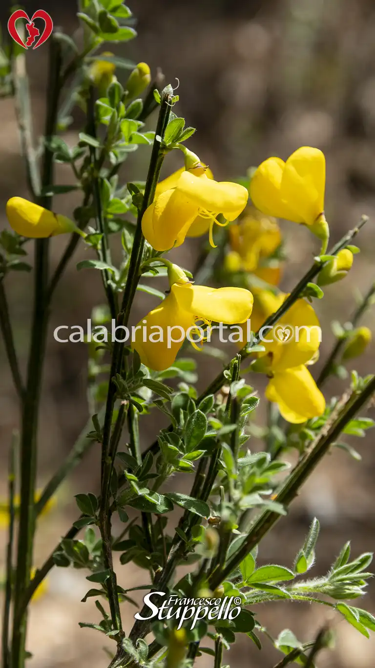 Ginestra dei Carbonai Ginestra dei Carbonai