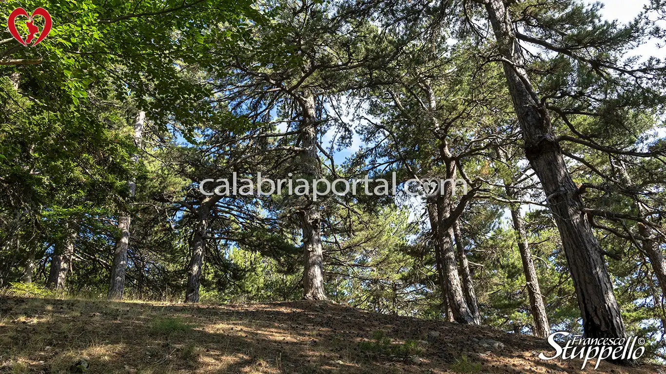 Magnifici esemplari di Pino Laricio ai margini della Foresta Ferraina Magnifici esemplari di Pino Laricio ai margini della Foresta Ferraina