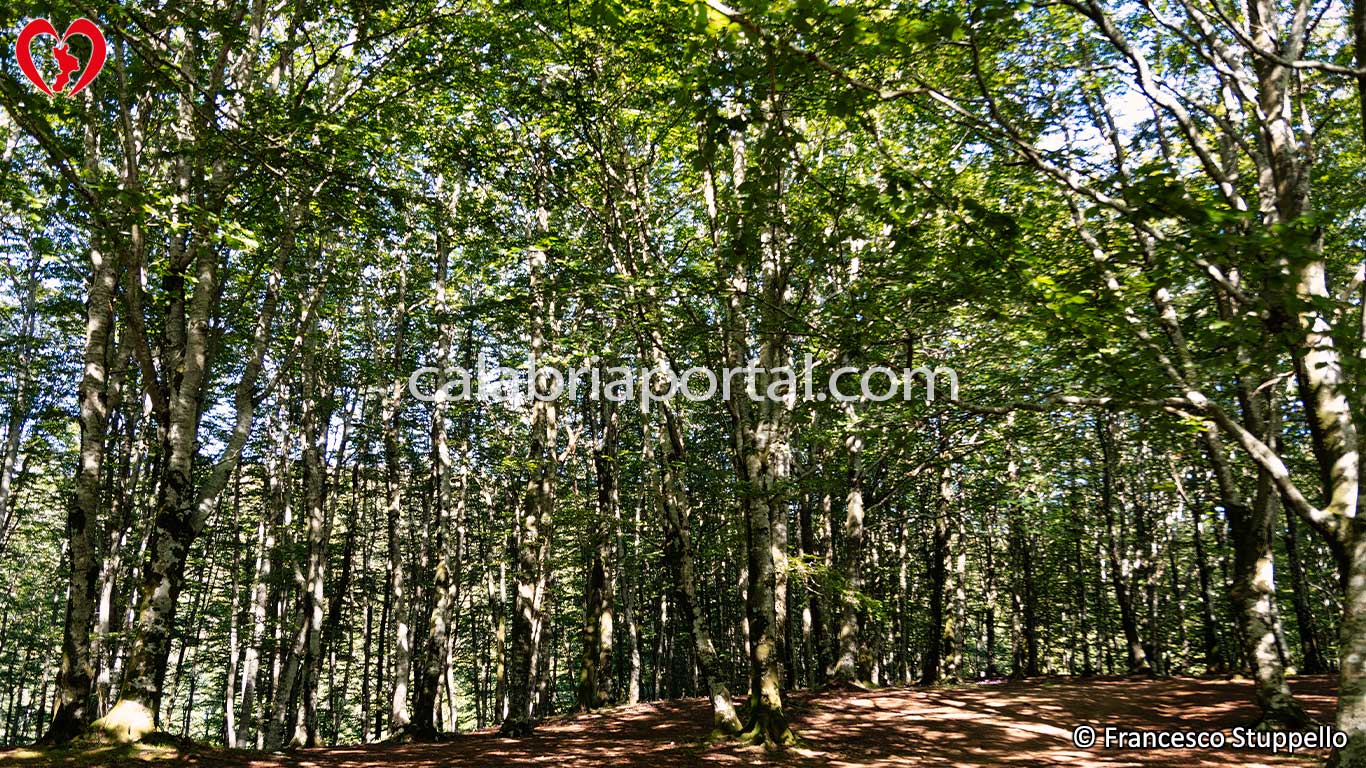Faggeta del Lago dei Due Uomini a Fagnano Castello (CS) Faggeta del Lago dei Due Uomini a Fagnano Castello (CS)
