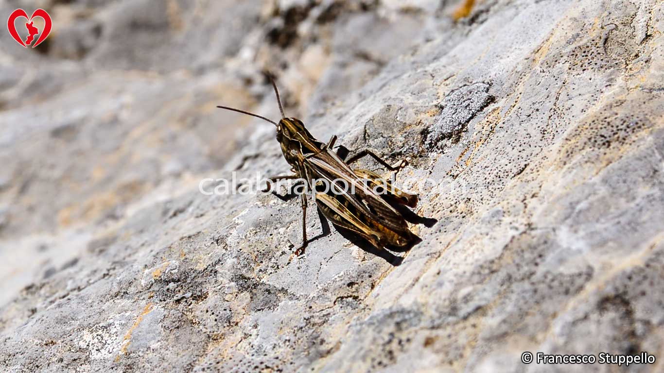 Fauna del Monte Ciagola Fauna del Monte Ciagola