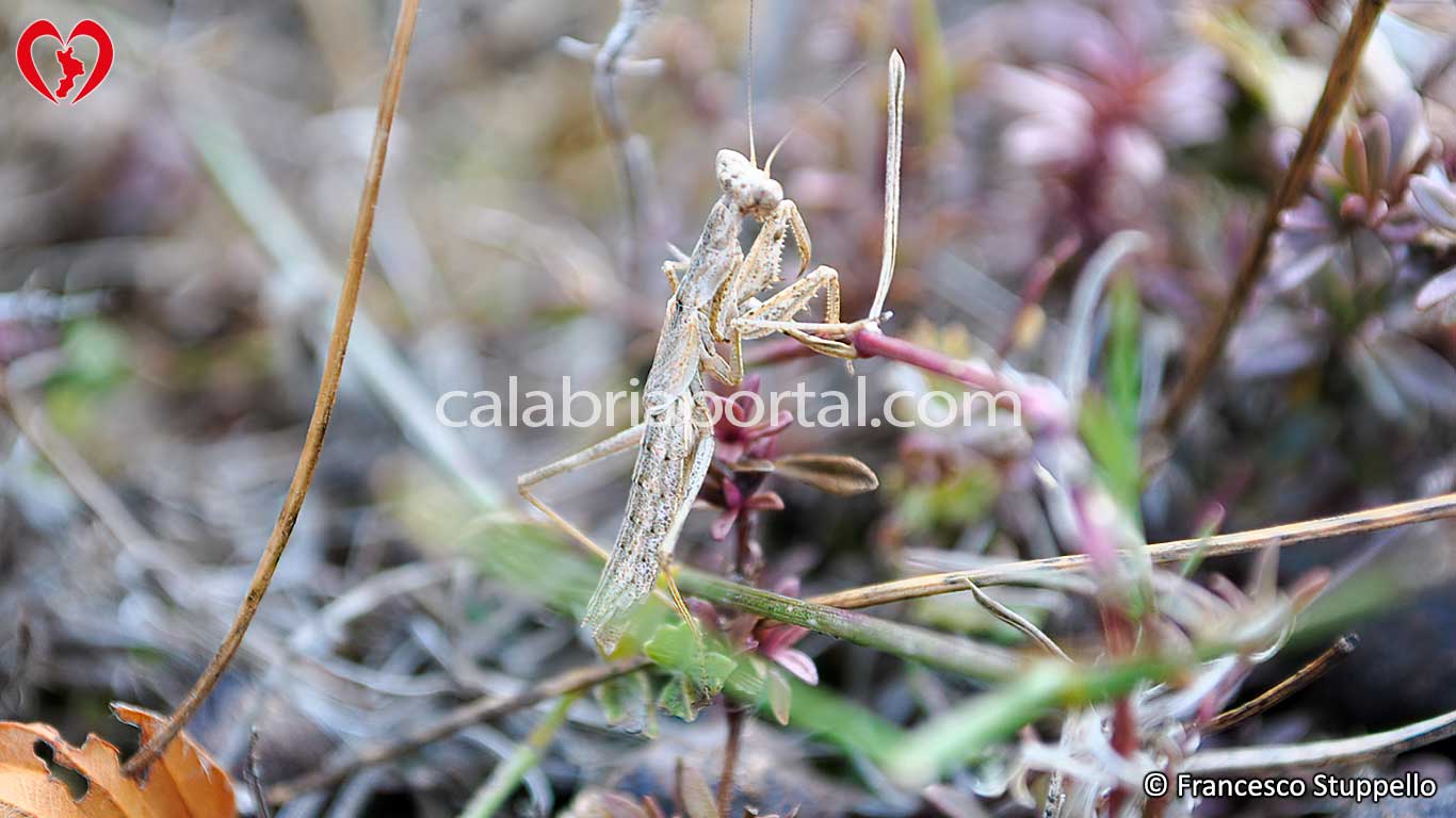 Fauna del Monte Ciagola Fauna del Monte Ciagola