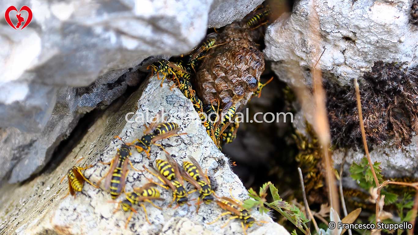 Fauna del Monte Ciagola Fauna del Monte Ciagola