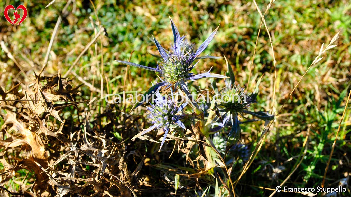 Flora del Monte Ciagola Flora del Monte Ciagola
