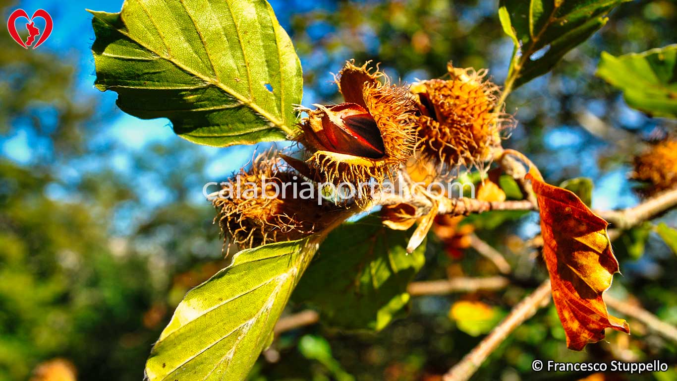 Flora del Monte Ciagola Flora del Monte Ciagola