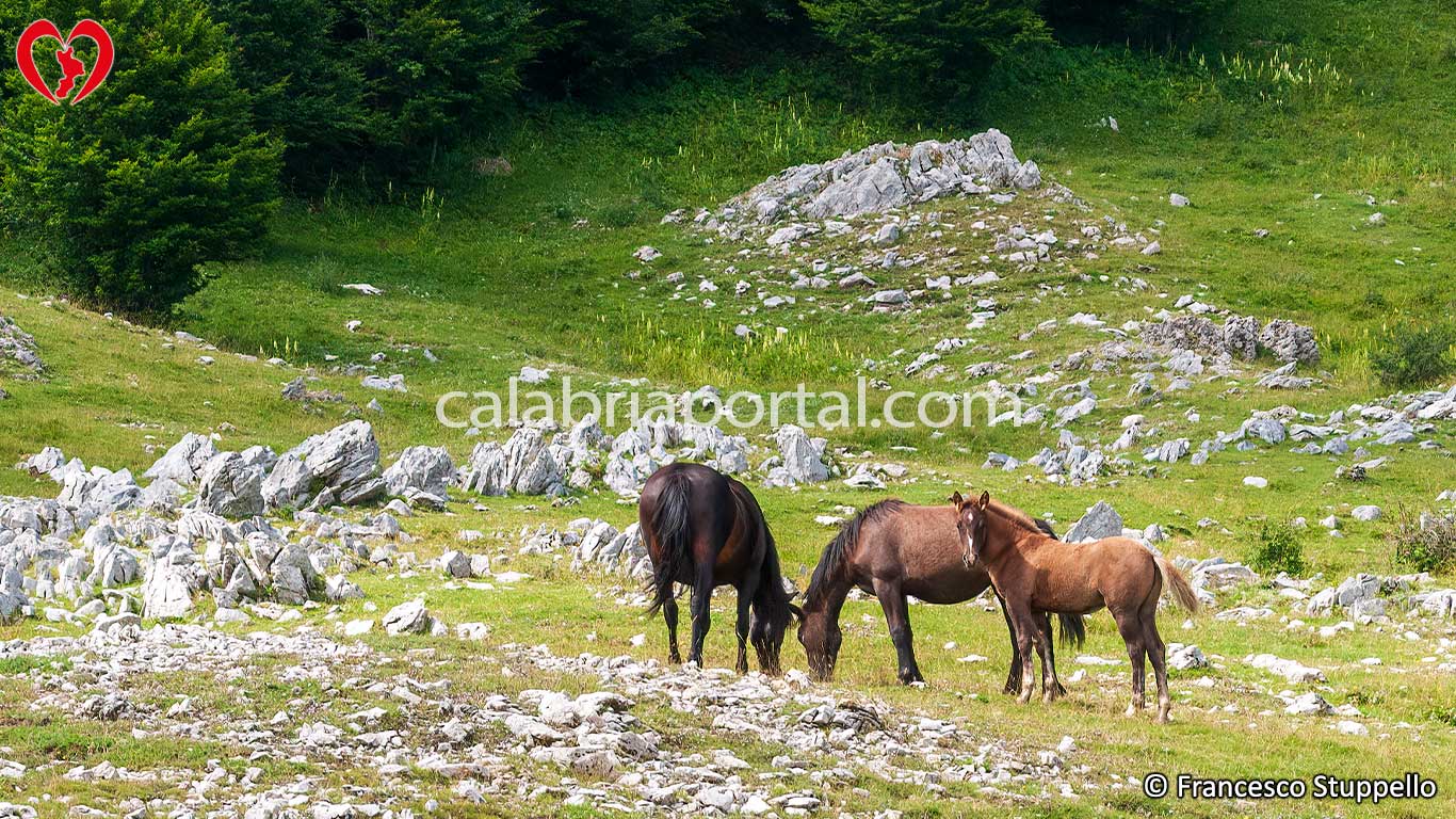 Escursione sul Cozzo del Pellegrino