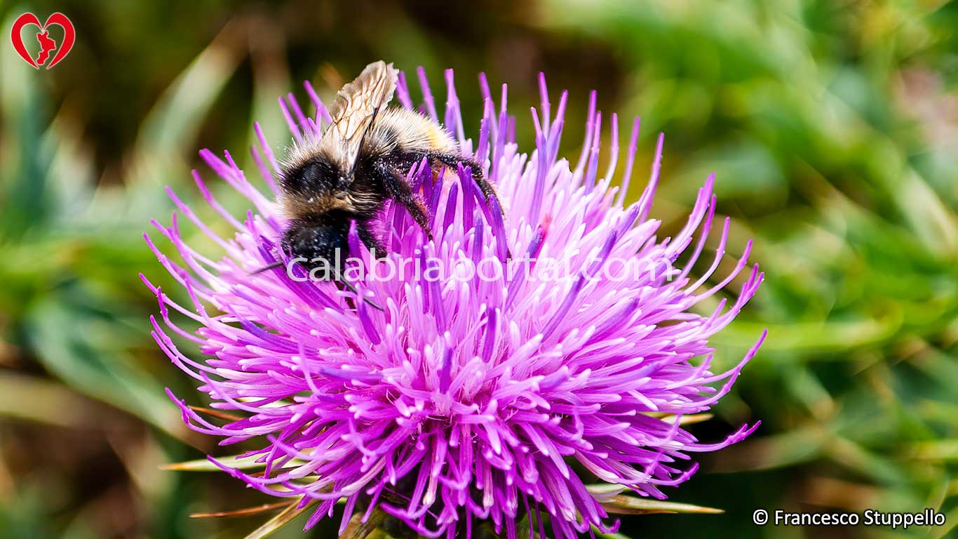 Fauna del Cozzo del Pellegrino