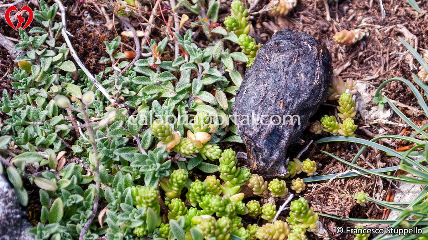 Fauna del Cozzo del Pellegrino