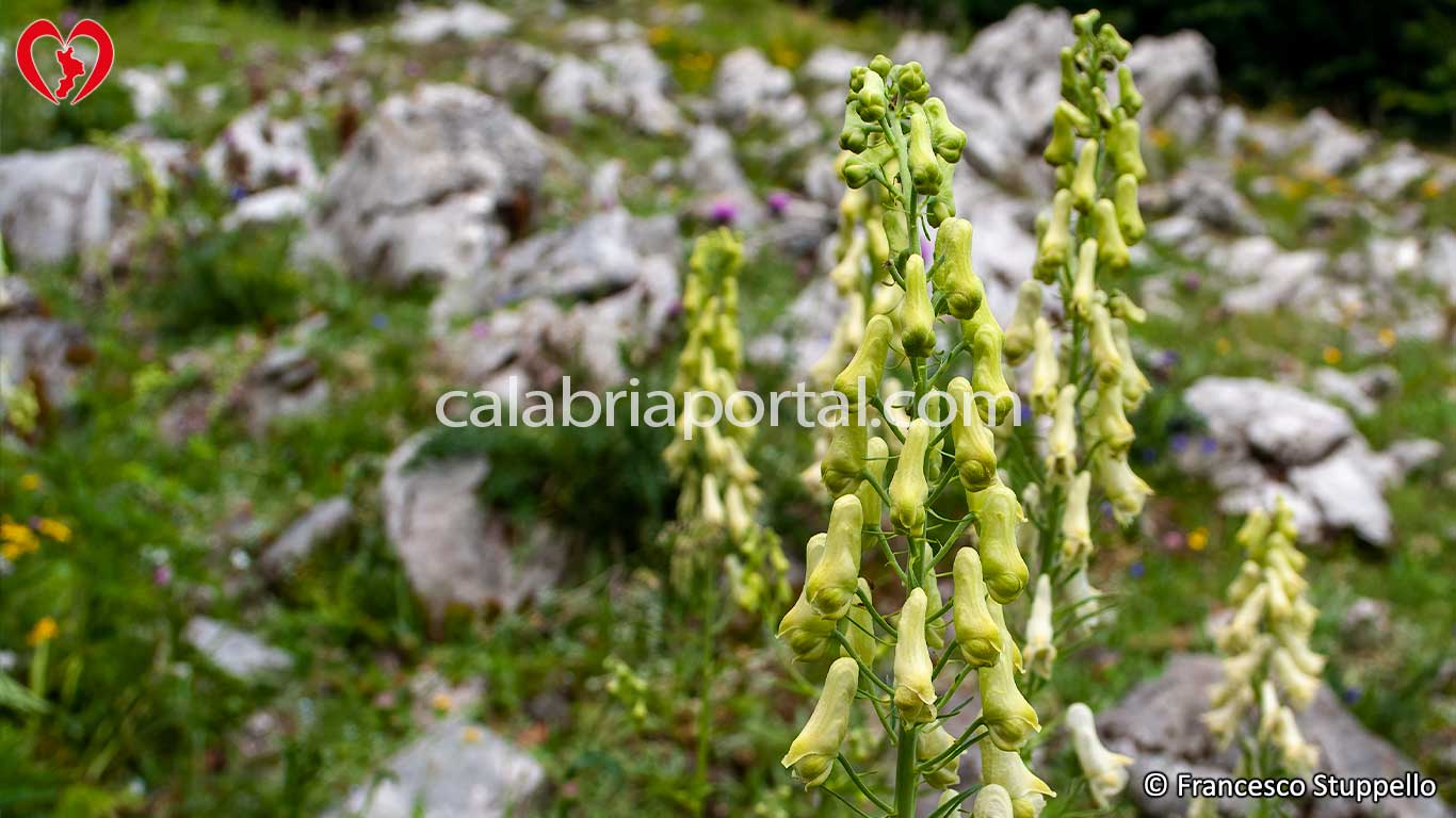 Flora del Cozzo del Pellegrino