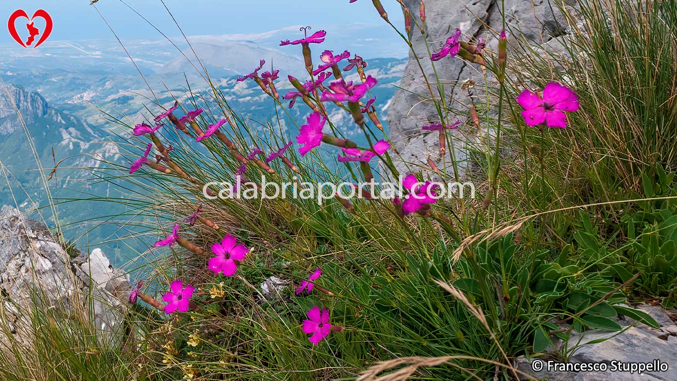 Flora del Cozzo del Pellegrino
