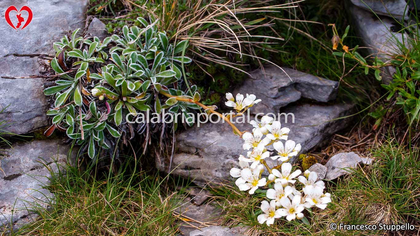 Flora del Cozzo del Pellegrino