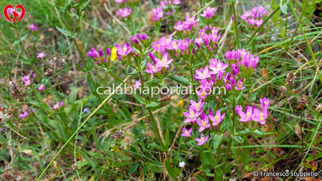 Flora del Monte Gada Flora del Monte Gada