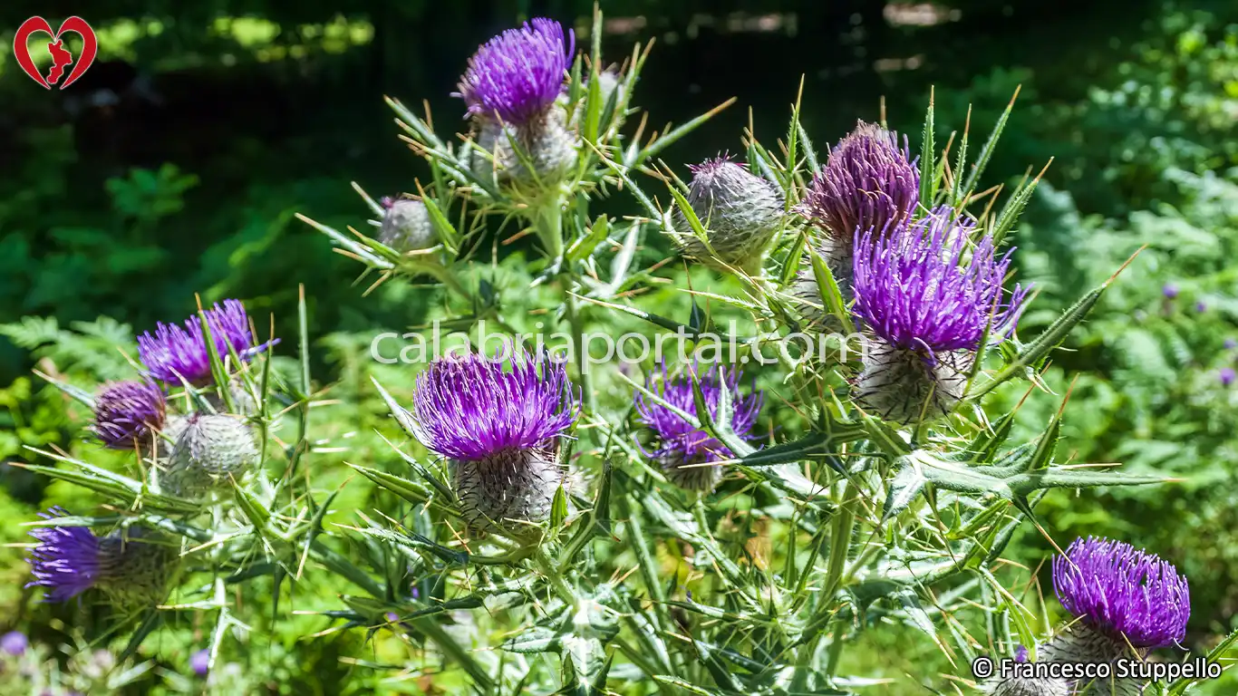 Flora del Monte La Mula: Cardo Alpino (Carduus carlinaefolius)