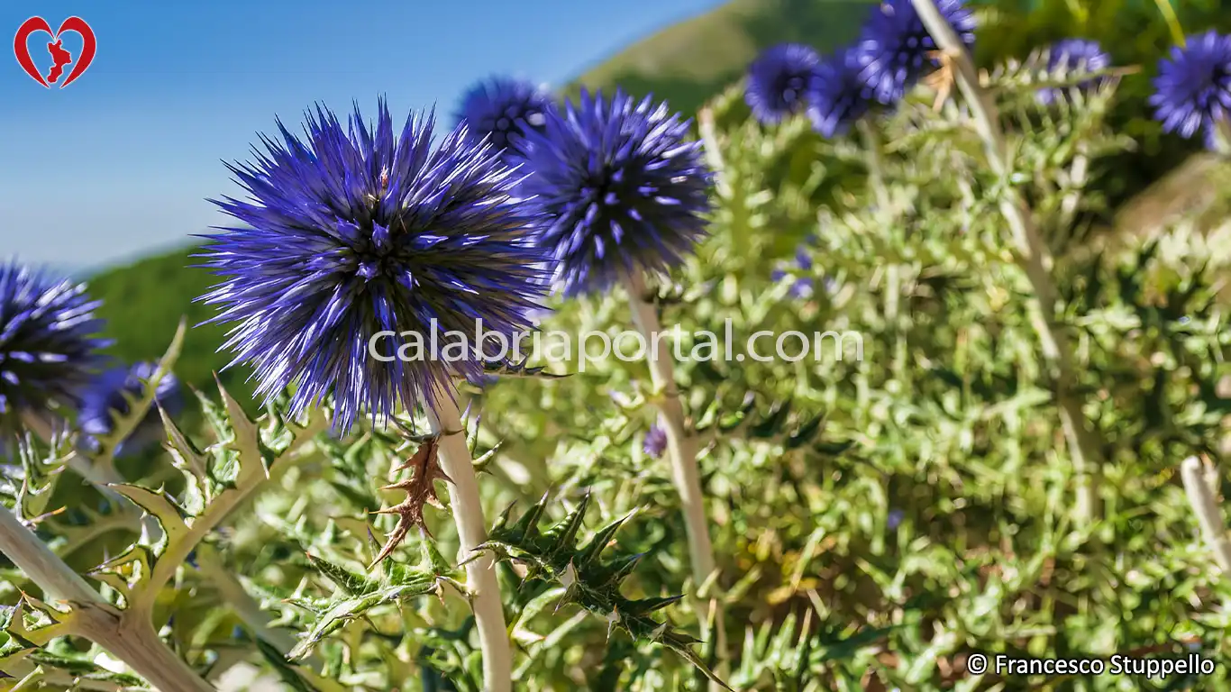 Flora del Monte La Mula: Cardo Pallottola Coccodrillo (Echinops ritro)