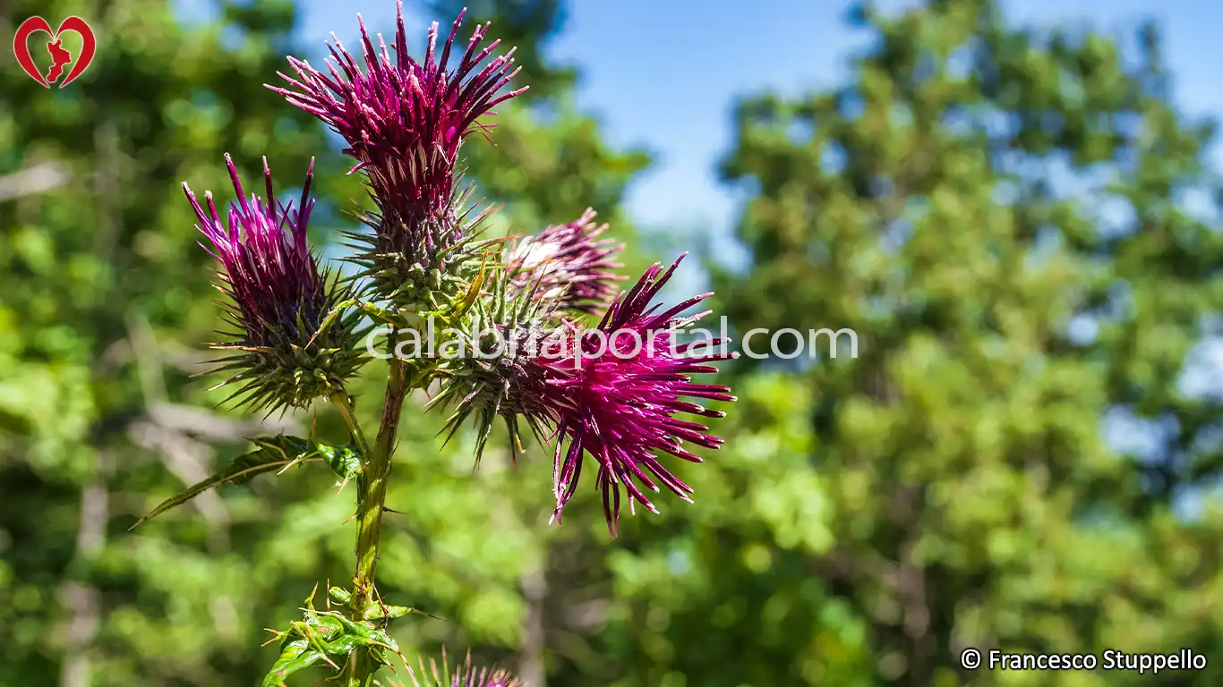 Flora del Monte La Mula: Cardo Rosso (Carduus nutans)