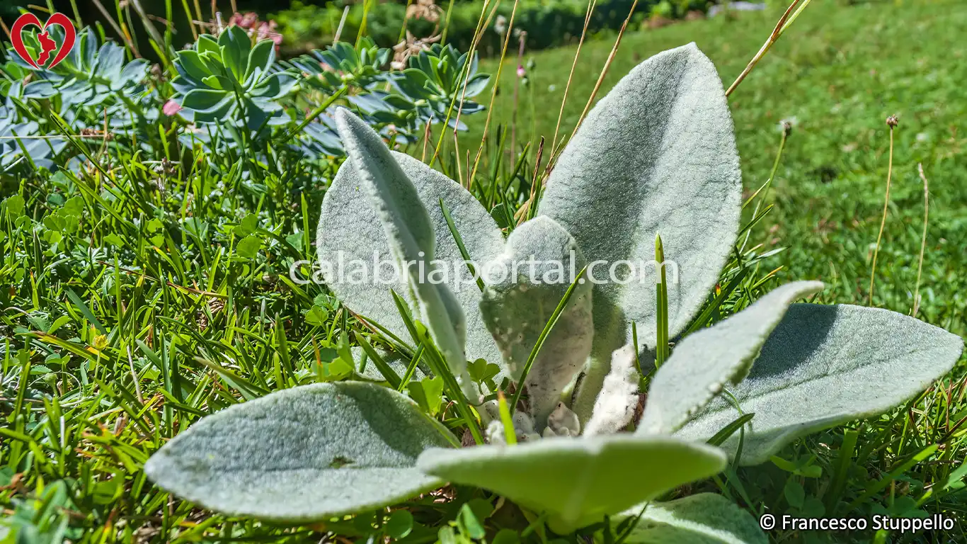Flora del Monte La Mula: Verbasco Coda Grossa (Verbascum macrurum)