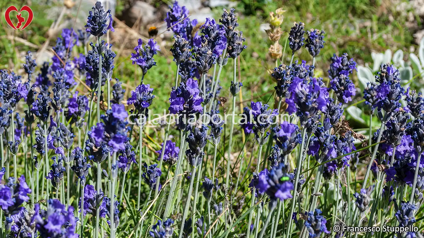 Flora del Monte La Mula: Lavanda Selvatica (Lavandula angustifolia)