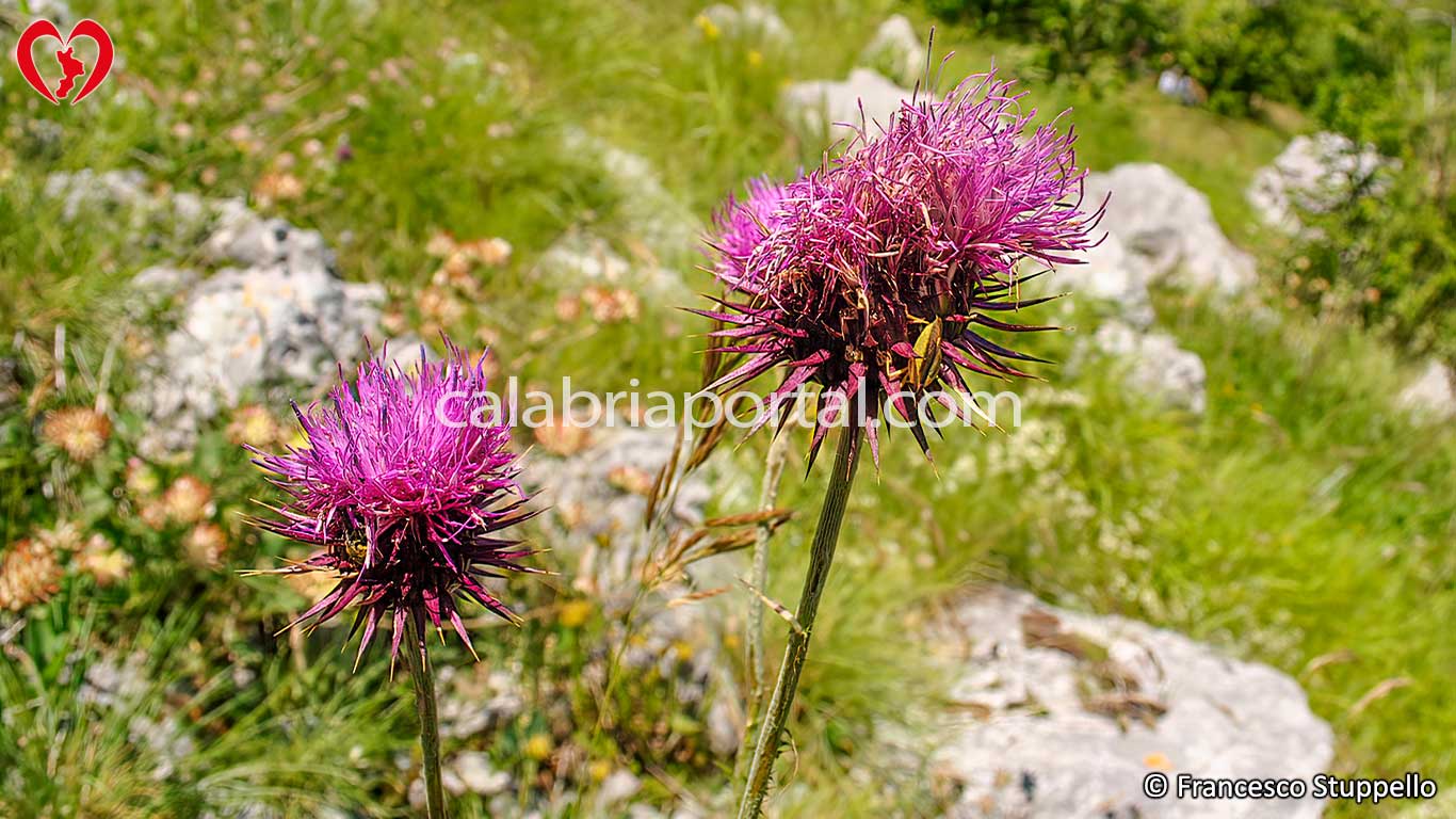 Cardo Rosso del Monte Serramale Cardo Rosso del Monte Serramale