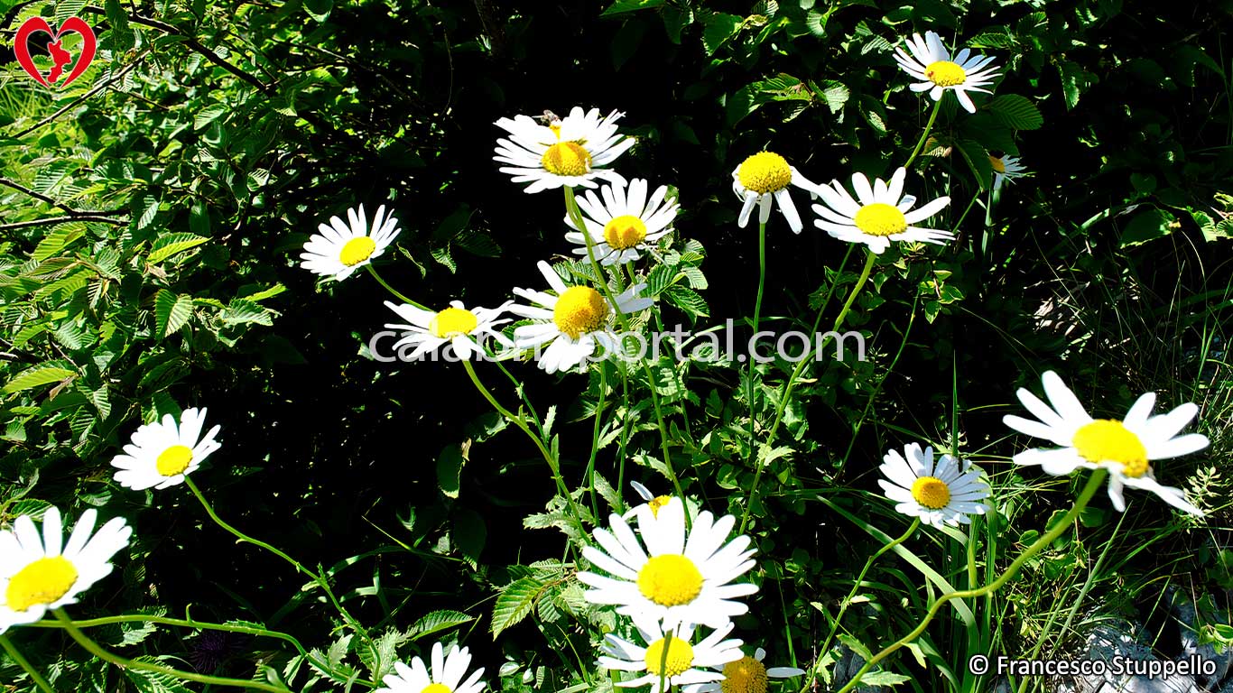 Margheritine del Pollino sul Monte Serramale Margheritine del Pollino sul Monte Serramale